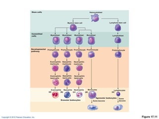 Figure 17.11 Hemocytoblast Myeloid stem cell Lymphoid stem cell Myeloblast Myeloblast Monoblast Myeloblast Lymphoblast Stem cells Committed cells Promyelocyte Promyelocyte Promyelocyte Promonocyte Prolymphocyte Eosinophilic myelocyte Neutrophilic myelocyte Basophilic myelocyte Eosinophilic band cells Neutrophilic band cells Basophilic band cells Developmental pathway Eosinophils Neutrophils Basophils Granular leukocytes (a) (b) (c) (d) (e) Monocytes Lymphocytes Agranular leukocytes Some become Some become 