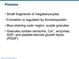 Platelets Small fragments of megakaryocytes Formation is regulated by thrombopoietin Blue-staining outer region, purple granules Granules contain serotonin, Ca 2+ , enzymes, ADP, and platelet-derived growth factor (PDGF) 