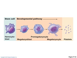 Figure 17.12 Stem cell Developmental pathway Hemocyto- blast Megakaryoblast Promegakaryocyte Megakaryocyte Platelets 