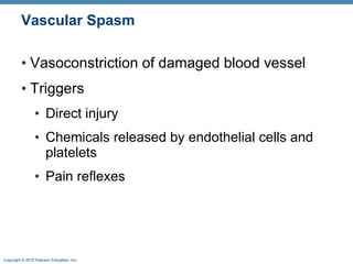 Vascular Spasm Vasoconstriction of damaged blood vessel Triggers Direct injury Chemicals released by endothelial cells and platelets  Pain reflexes 