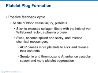 Platelet Plug Formation Positive feedback cycle At site of blood vessel injury, platelets Stick to exposed collagen fibers with the help of von Willebrand factor, a plasma protein Swell, become spiked and sticky, and release chemical messengers ADP causes more platelets to stick and release their contents  Serotonin and thromboxane A 2  enhance vascular spasm and more platelet aggregation 