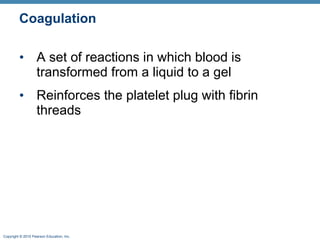 Coagulation A set of reactions in which blood is transformed from a liquid to a gel Reinforces the platelet plug with fibrin threads 
