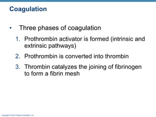 Coagulation Three phases of coagulation Prothrombin activator is formed (intrinsic and extrinsic pathways) Prothrombin is converted into thrombin Thrombin catalyzes the joining of fibrinogen to form a fibrin mesh 