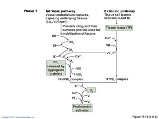 Figure 17.14 (1 of 2) Vessel endothelium ruptures, exposing underlying tissues (e.g., collagen) PF 3 released by aggregated platelets XII XI IX XII a Ca 2+ Ca 2+ XI a IX a Intrinsic pathway Phase 1 Tissue cell trauma exposes blood to Platelets cling and their surfaces provide sites for mobilization of factors Extrinsic pathway Tissue factor (TF) VII VII a VIII VIII a Ca 2+ X X a Prothrombin activator PF 3 TF/VII a   complex IXa/VIII a   complex V V a 