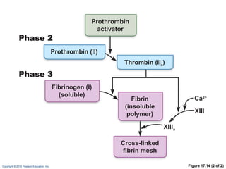 Figure 17.14 (2 of 2) Ca 2+ Phase 2  Phase 3  Prothrombin activator Prothrombin (II) Thrombin (II a ) Fibrinogen (I) (soluble) Fibrin (insoluble polymer) XIII  XIII a Cross-linked fibrin mesh 