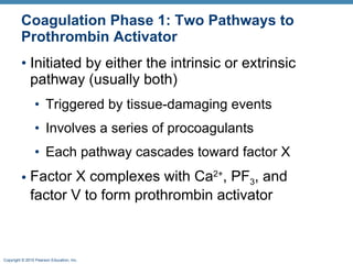 Coagulation Phase 1: Two Pathways to Prothrombin Activator Initiated by either the intrinsic or extrinsic pathway (usually both) Triggered by tissue-damaging events Involves a series of procoagulants Each pathway cascades toward factorX FactorX complexes with Ca 2+ , PF 3 , and factorV to form prothrombin activator 