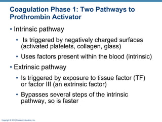 Coagulation Phase 1: Two Pathways to Prothrombin Activator Intrinsic pathway Is triggered by negatively charged surfaces (activated platelets, collagen, glass) Uses factors present within the blood (intrinsic) Extrinsic pathway Is triggered by exposure to tissue factor (TF) or factorIII (an extrinsic factor) Bypasses several steps of the intrinsic pathway, so is faster 