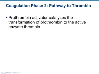 Coagulation Phase 2: Pathway to Thrombin Prothrombin activator catalyzes the transformation of prothrombin to the active enzyme thrombin 