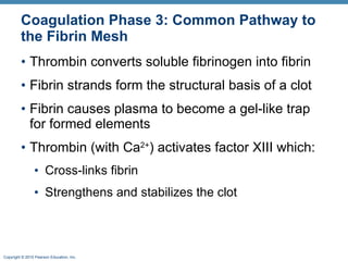 Coagulation Phase 3: Common Pathway to the Fibrin Mesh Thrombin converts soluble fibrinogen into fibrin Fibrin strands form the structural basis of a clot Fibrin causes plasma to become a gel-like trap for formed elements  Thrombin (with Ca 2+ ) activates factor XIII which: Cross-links fibrin Strengthens and stabilizes the clot 