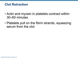 Clot Retraction Actin and myosin in platelets contract within 30–60minutes Platelets pull on the fibrin strands, squeezing serum from the clot 