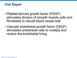 Clot Repair Platelet-derived growth factor (PDGF) stimulates division of smooth muscle cells and fibroblasts to rebuild blood vessel wall Vascular endothelial growth factor (VEGF) stimulates endothelial cells to multiply and restore the endothelial lining 