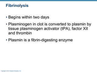Fibrinolysis Begins within two days Plasminogen in clot is converted to plasmin by tissue plasminogen activator (tPA), factorXII and thrombin  Plasmin is a fibrin-digesting enzyme  