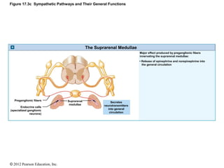 Figure 17.3c Sympathetic Pathways and Their General Functions 
© 2012 Pearson Education, Inc. 
The Suprarenal Medullae 
Se...