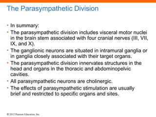 The Parasympathetic Division 
• In summary: 
• The parasympathetic division includes visceral motor nuclei 
in the brain s...