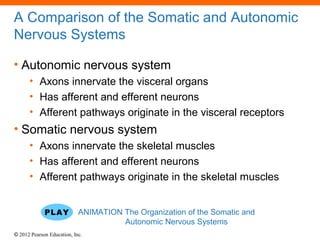 A Comparison of the Somatic and Autonomic 
Nervous Systems 
• Autonomic nervous system 
• Axons innervate the visceral organs 
• Has afferent and efferent neurons 
• Afferent pathways originate in the visceral receptors 
• Somatic nervous system 
• Axons innervate the skeletal muscles 
• Has afferent and efferent neurons 
• Afferent pathways originate in the skeletal muscles 
ANIMATION The Organization of the Somatic and 
© 2012 Pearson Education, Inc. 
Autonomic Nervous Systems 
 