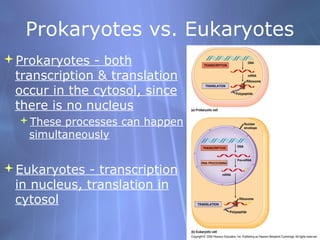 Prokaryotes vs. Eukaryotes
Prokaryotes - both
transcription & translation
occur in the cytosol, since
there is no nucleus
These processes can happen
simultaneously

Eukaryotes - transcription
in nucleus, translation in
cytosol

 