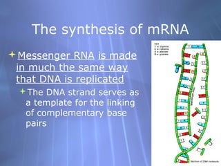 The synthesis of mRNA
Messenger RNA is made
in much the same way
that DNA is replicated
The DNA strand serves as
a template for the linking
of complementary base
pairs

 