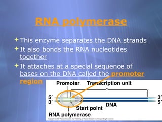 RNA polymerase
This enzyme separates the DNA strands
It also bonds the RNA nucleotides
together
It attaches at a special sequence of
bases on the DNA called the promoter
region

 
