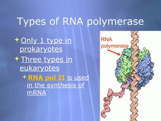 Types of RNA polymerase
Only 1 type in
prokaryotes
Three types in
eukaryotes
RNA pol II is used
in the synthesis of
mRNA

RNA
polymerase

 