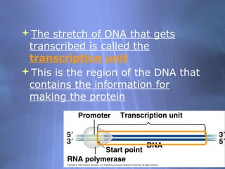 The stretch of DNA that gets
transcribed is called the
transcription unit
This is the region of the DNA that
contains the information for
making the protein

 