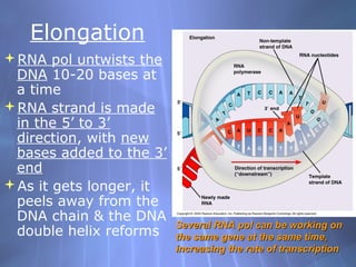 Elongation
RNA pol untwists the
DNA 10-20 bases at
a time
RNA strand is made
in the 5’ to 3’
direction, with new
bases added to the 3’
end
As it gets longer, it
peels away from the
DNA chain & the DNA
double helix reforms

Several RNA pol can be working on
the same gene at the same time,
increasing the rate of transcription

 