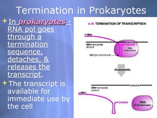 Termination in Prokaryotes
In prokaryotes RNA pol goes
through a
termination
sequence,
detaches, &
releases the
transcript.
The transcript is
available for
immediate use by
the cell

 