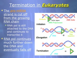 Termination in Eukaryotes
The pre-mRNA
strand is cut off
from the growing
RNA chain
RNA pol is still
attached to the DNA
and continues to
transcribe it

RNA pol continues
much further down
the DNA and
eventually falls off

 