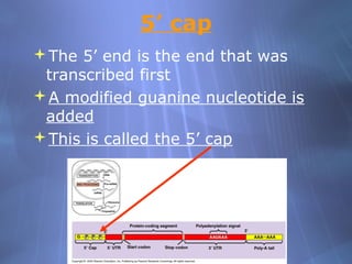 5’ cap
The 5’ end is the end that was
transcribed first
A modified guanine nucleotide is
added
This is called the 5’ cap

 