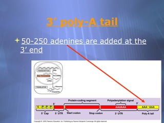 3’ poly-A tail
50-250 adenines are added at the
3’ end

 