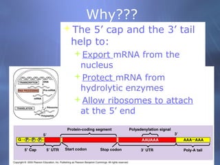 Why???
The 5’ cap and the 3’ tail
help to:
Export mRNA from the
nucleus
Protect mRNA from
hydrolytic enzymes
Allow ribosomes to attach
at the 5’ end

 