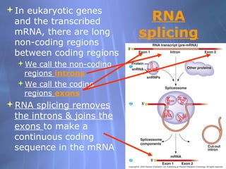 In eukaryotic genes
and the transcribed
mRNA, there are long
non-coding regions
between coding regions
We call
regions
We call
regions

the non-coding
introns
the coding
exons

RNA splicing removes
the introns & joins the
exons to make a
continuous coding
sequence in the mRNA

RNA
splicing

 