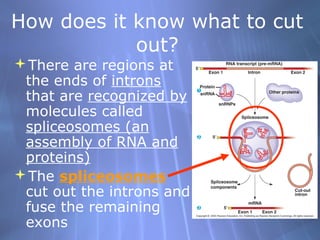 How does it know what to cut
out?
There are regions at
the ends of introns
that are recognized by
molecules called
spliceosomes (an
assembly of RNA and
proteins)
The spliceosomes
cut out the introns and
fuse the remaining
exons

 