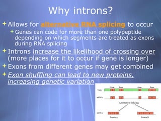 Why introns?
Allows for alternative RNA splicing to occur
Genes can code for more than one polypeptide
depending on which segments are treated as exons
during RNA splicing

Introns increase the likelihood of crossing over
(more places for it to occur if gene is longer)
Exons from different genes may get combined
Exon shuffling can lead to new proteins,
increasing genetic variation

 