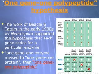 “One gene-one polypeptide”
hypothesis
The work of Beadle &
Tatum in the early 1900s
w/ Neurospora supported
the hypothesis that each
gene codes for a
particular enzyme
“one gene-one enzyme
revised to “one gene-one
protein”, then “one geneone polypeptide”

 