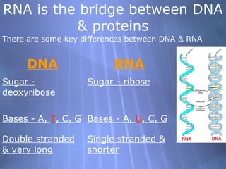 RNA is the bridge between DNA
& proteins
There are some key differences between DNA & RNA

DNA
Sugar deoxyribose

RNA
Sugar - ribose

Bases - A, T, C, G Bases - A, U, C, G
Double stranded
& very long

Single stranded &
shorter

 