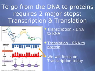 To go from the DNA to proteins
requires 2 major steps:
Transcription & Translation
Transcription - DNA
to RNA
Translation - RNA to
protein
We will focus on
Transcription today

 