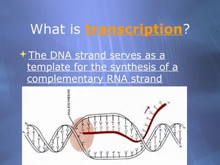 What is transcription?
The DNA strand serves as a
template for the synthesis of a
complementary RNA strand

 