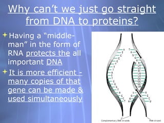 Why can’t we just go straight
from DNA to proteins?
Having a “middleman” in the form of
RNA protects the all
important DNA
It is more efficient many copies of that
gene can be made &
used simultaneously

 