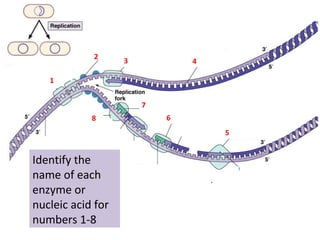 1
2
3 4
5
6
7
8
Identify the
name of each
enzyme or
nucleic acid for
numbers 1-8
 