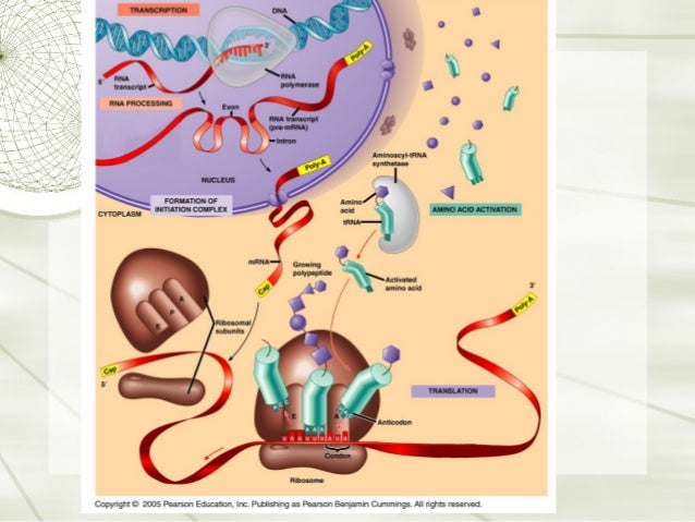 biology translation