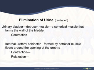 Ch 18 Urinary System | PPT