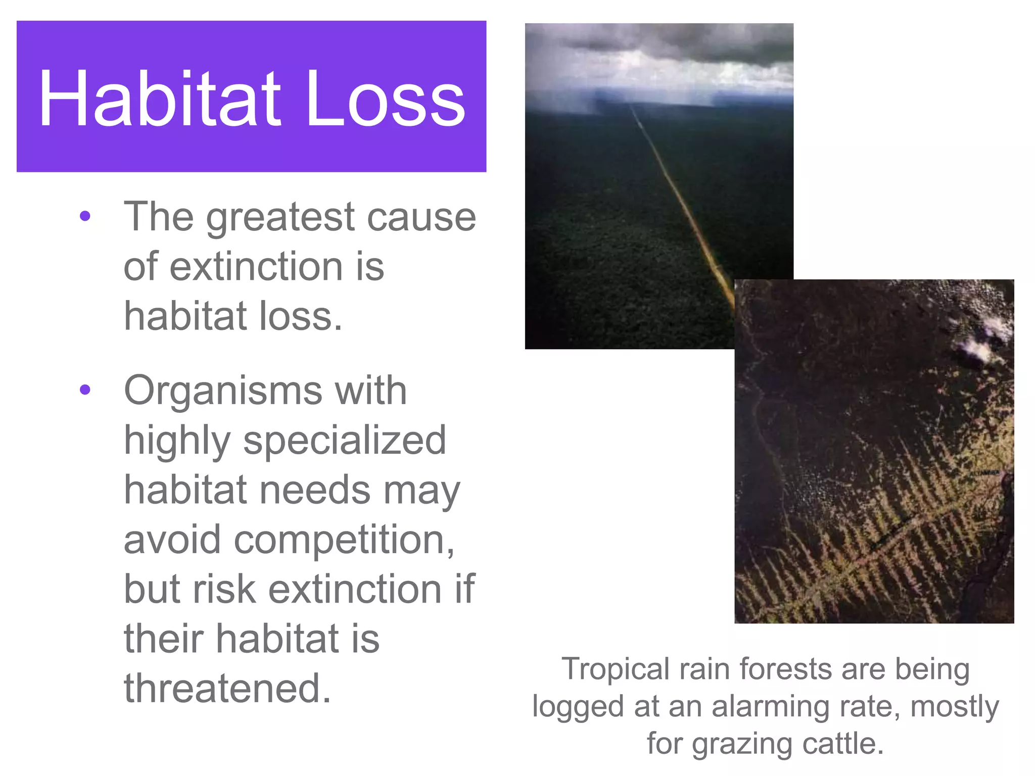 Habitat Loss
• The greatest cause
of extinction is
habitat loss.
• Organisms with
highly specialized
habitat needs may
avoid competition,
but risk extinction if
their habitat is
threatened.
Tropical rain forests are being
logged at an alarming rate, mostly
for grazing cattle.
 