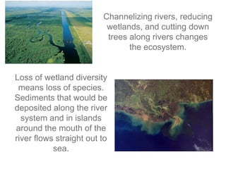 Channelizing Rivers Ch18.4&16.4&30-Biodiversity.ppt