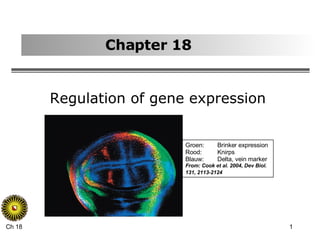 Chapter 18 Regulation of gene expression Groen: Brinker expression Rood:  Knirps Blauw: Delta, vein marker From: Cook et al. 2004, Dev Biol. 131, 2113-2124   
