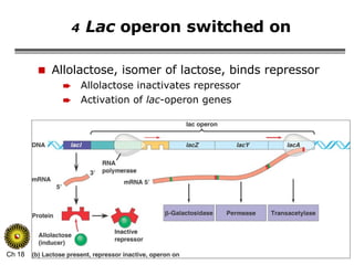 4   Lac  operon switched on Allolactose, isomer of lactose, binds repressor Allolactose inactivates repressor Activation of  lac -operon genes 