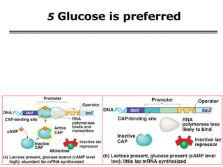 5  Glucose is preferred 