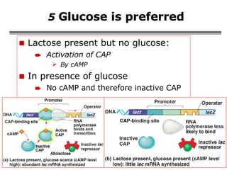 5  Glucose is preferred Lactose present but no glucose: Activation of CAP By cAMP In presence of glucose No cAMP and therefore inactive CAP 