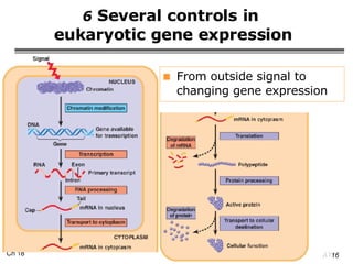 6  Several controls in  eukaryotic gene expression From outside signal to changing gene expression 