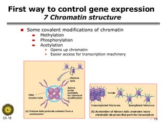First way to control gene expression   7 Chromatin structure Some covalent modifications of chromatin Methylation Phosphorylation Acetylation Opens up chromatin Easier access for transcription machinery 
