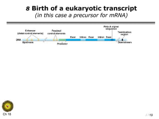 8  Birth of a eukaryotic transcript (in this case a precursor for mRNA) 
